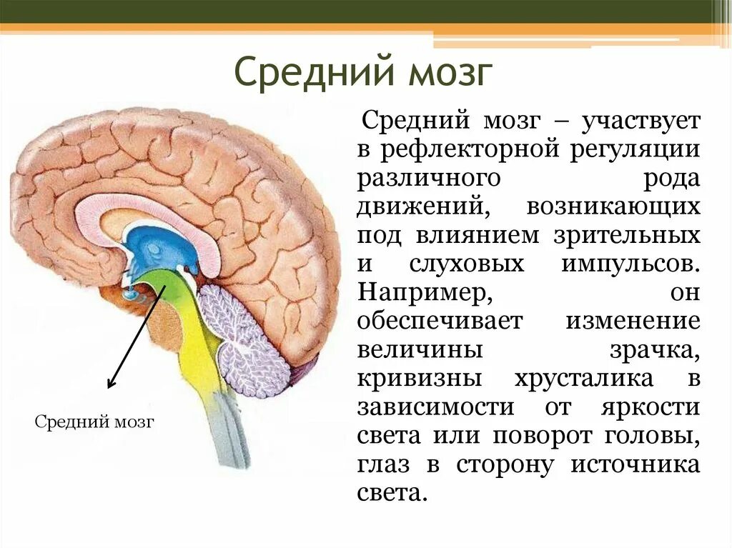 Каковы особенности головного мозга. Средний мозг участвует в рефлекторной регуляции. Ориентировочный рефлекс отдел мозга. Функции отделов среднего мозга. Отделы головного мозга средний мозг.