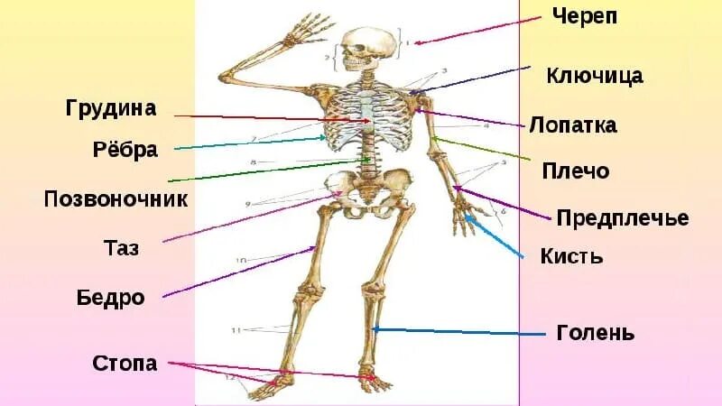 Скелет человека с названием костей 4 класс. Строение костного скелета. Скелет название костей основные. Скелет человека подписать кости. Скелет туловища человека с названием костей.