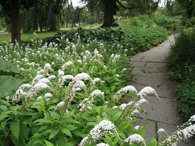 сад с бело зелёными цветами. "белый сад" кукинова. белый сад зубовский метрополь. миксбордер с гортензией метельчатой. дерен белый элегантиссима.