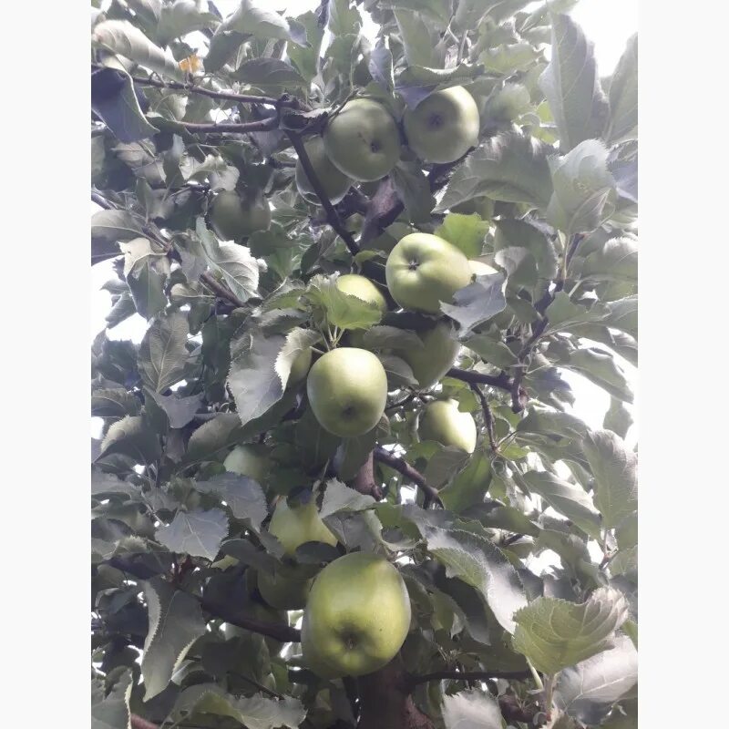 Malus mutsu фото - Arhids.ru