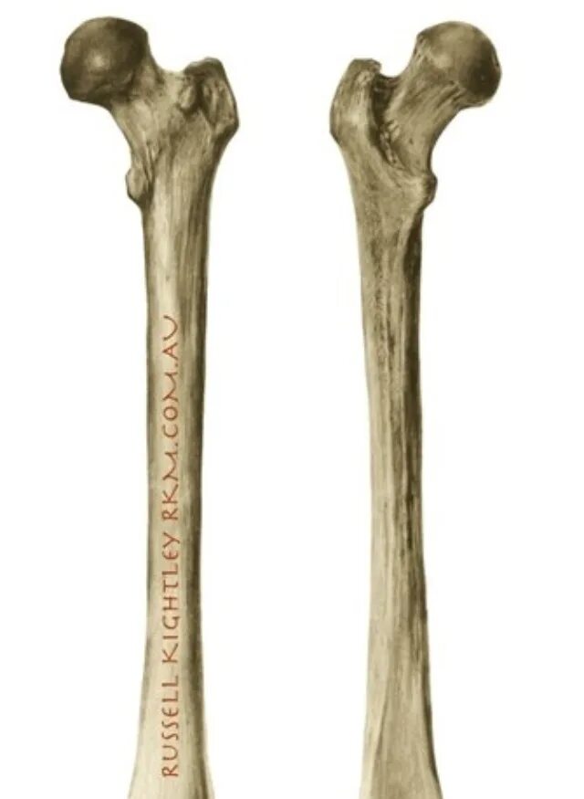 Кость. Бедренная кость. Кость человека. Al bone