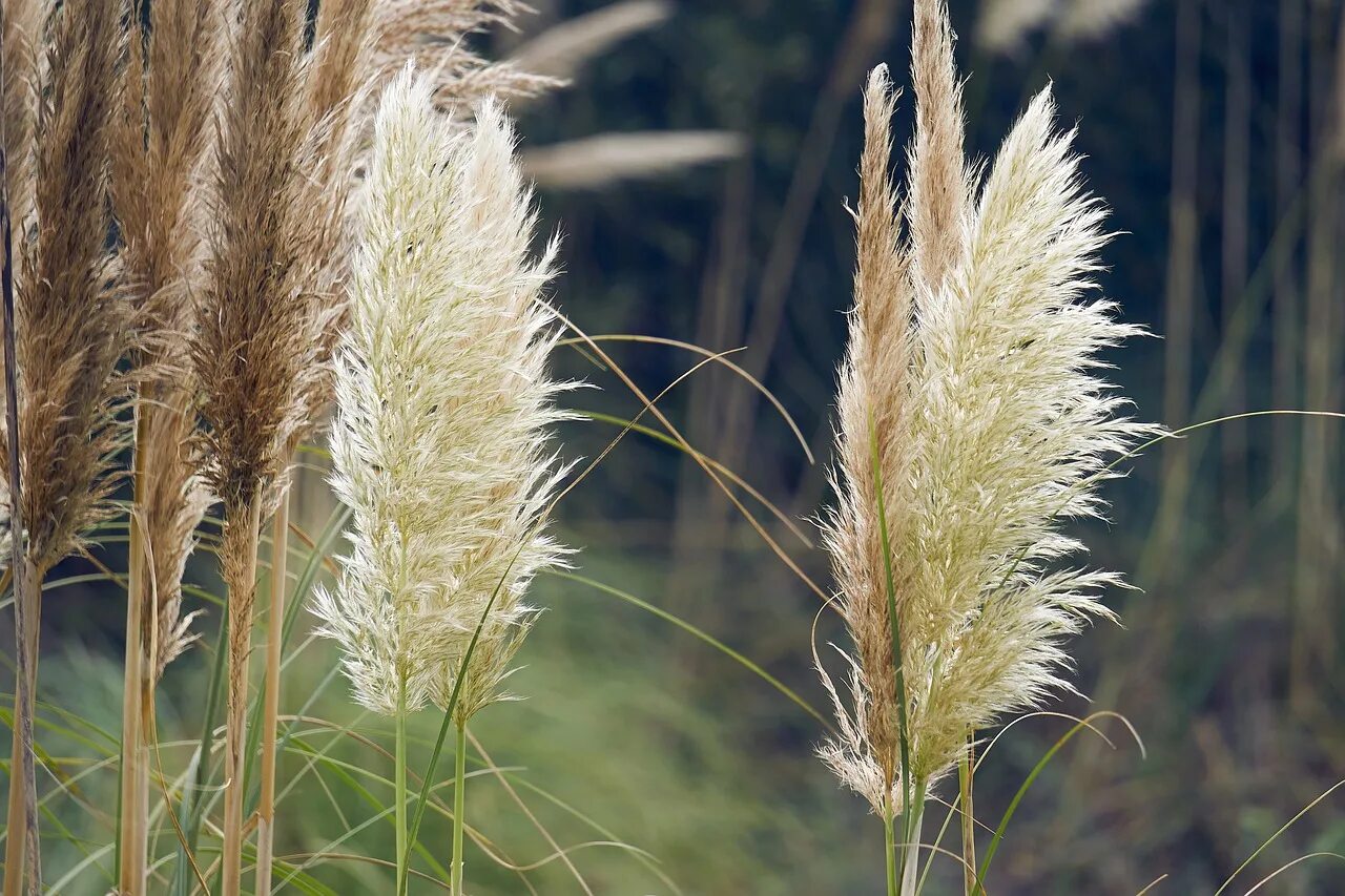 Высоким камышом и сухой. Тростник обыкновенный (phragmites communis. Камыш мискантус. Злаковые луговые Вейник тростниковый. Вейник болотный.