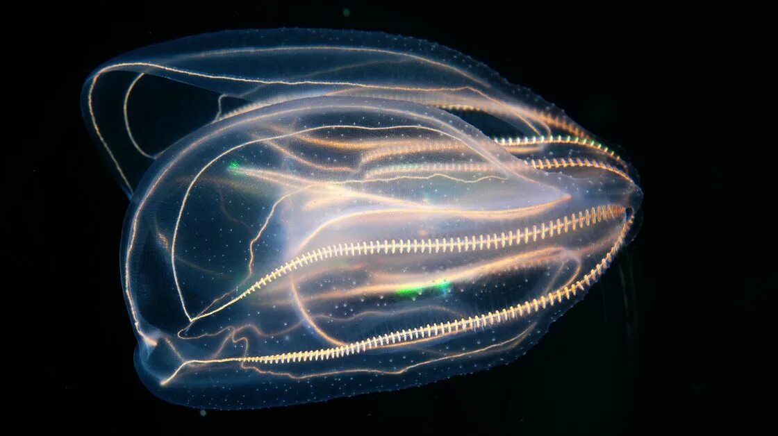 Comb jellies. Мнемиопсис медуза. Медуза Гребневик черного моря. Медуза Гребневик мнемиопсис. Mnemiopsis leidyi в черном море.