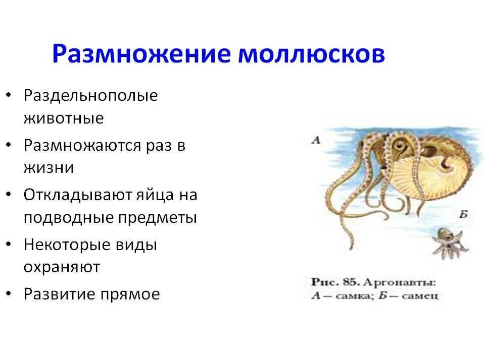 Способы размножения и особенности развития моллюсков. Размножение брюхоногих моллюсков. размножение двустворчатых моллюсков. размножение моллюсков таблица. размножение моллюсков раздельнополые.