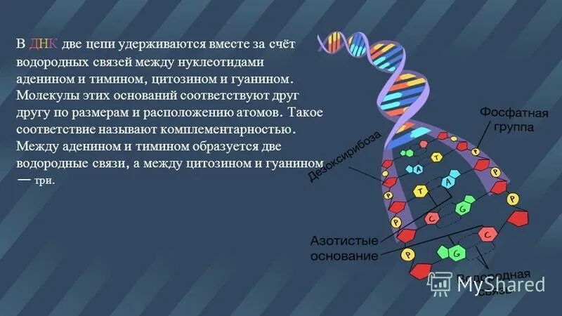 Гуанин цитозин водородные связи. Аденин гуанин цитозин тимин комплементарность. Количество связей между нуклеотидами. Число водородных связей между гуанином и цитозином. Водородные связи между нуклеотидами днк.