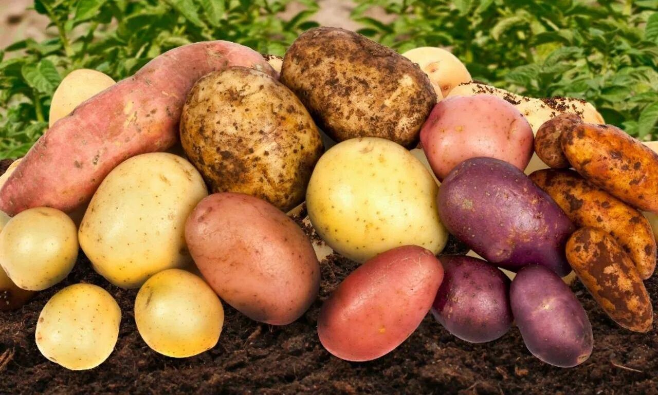 Всё о картофеле. Часть 1 - Форум Все сорта