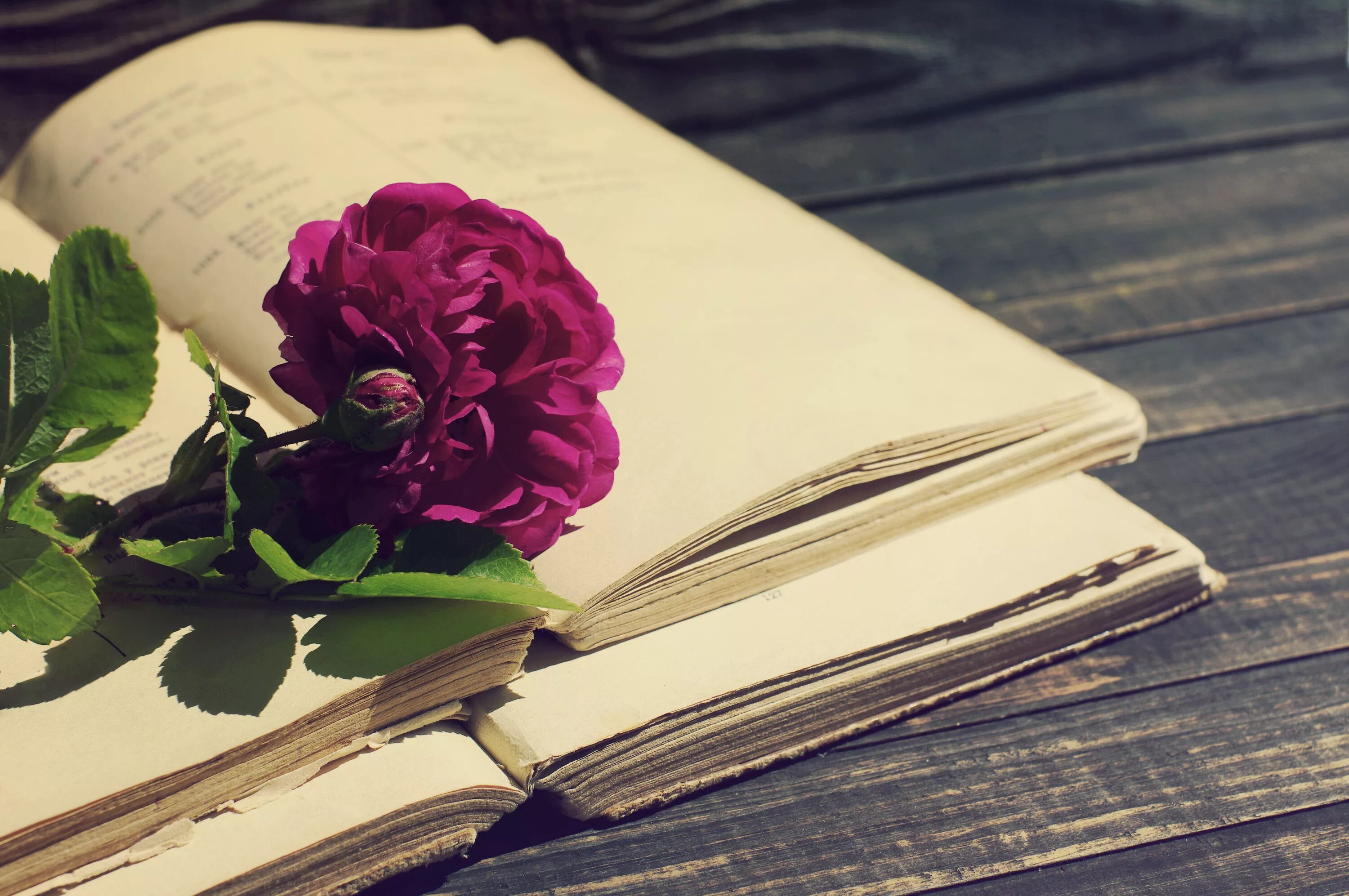Красивый книжный. Книги о цветах. Раскрытая книга. Книжка и цветок. Сирень и книга.