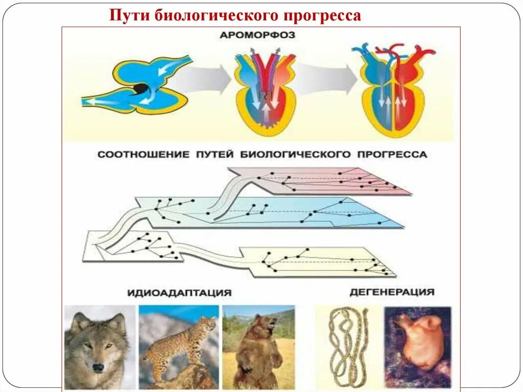 Биологический прогресс ароморфоз общая дегенерация и. Пути биологического прогресса. Биологический Прогресс рисунок. Животные в биологическом Прогрессе. Пути биологического прогресса без подписей.