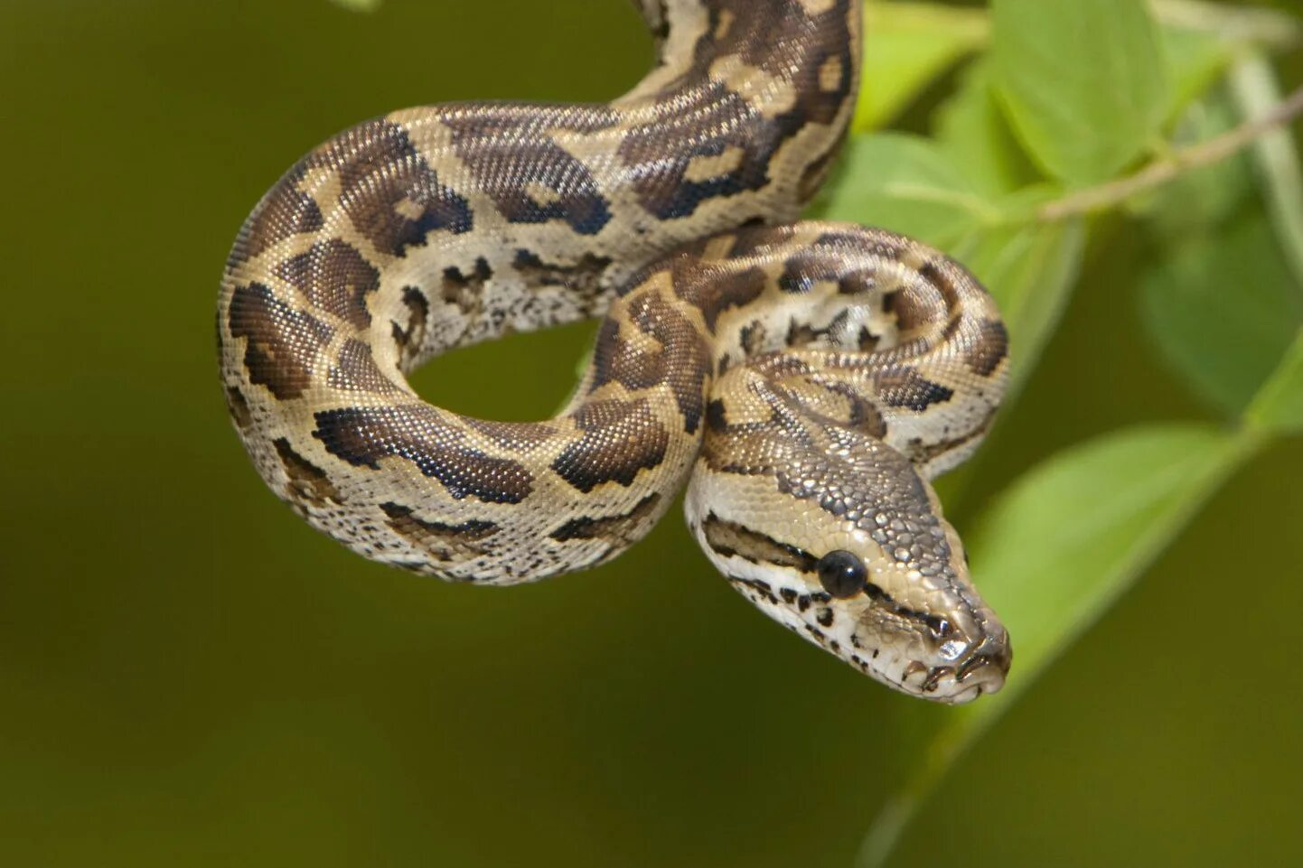 темный тигровый питон. куфия змея оранжевая. красный полоз. королевский питон. танцующие звери и пестрые змеи геншин.