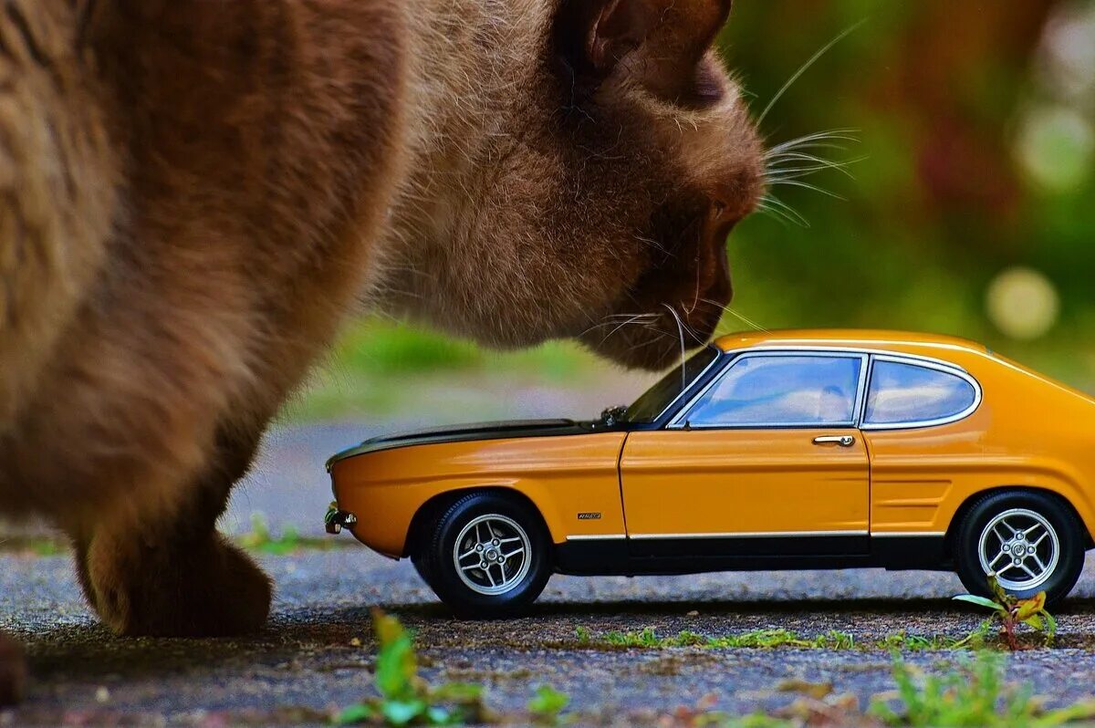 Рыжий кот машинки. Животные и автомобили. коты и автомобили. кошка в машине. машины в виде животных.