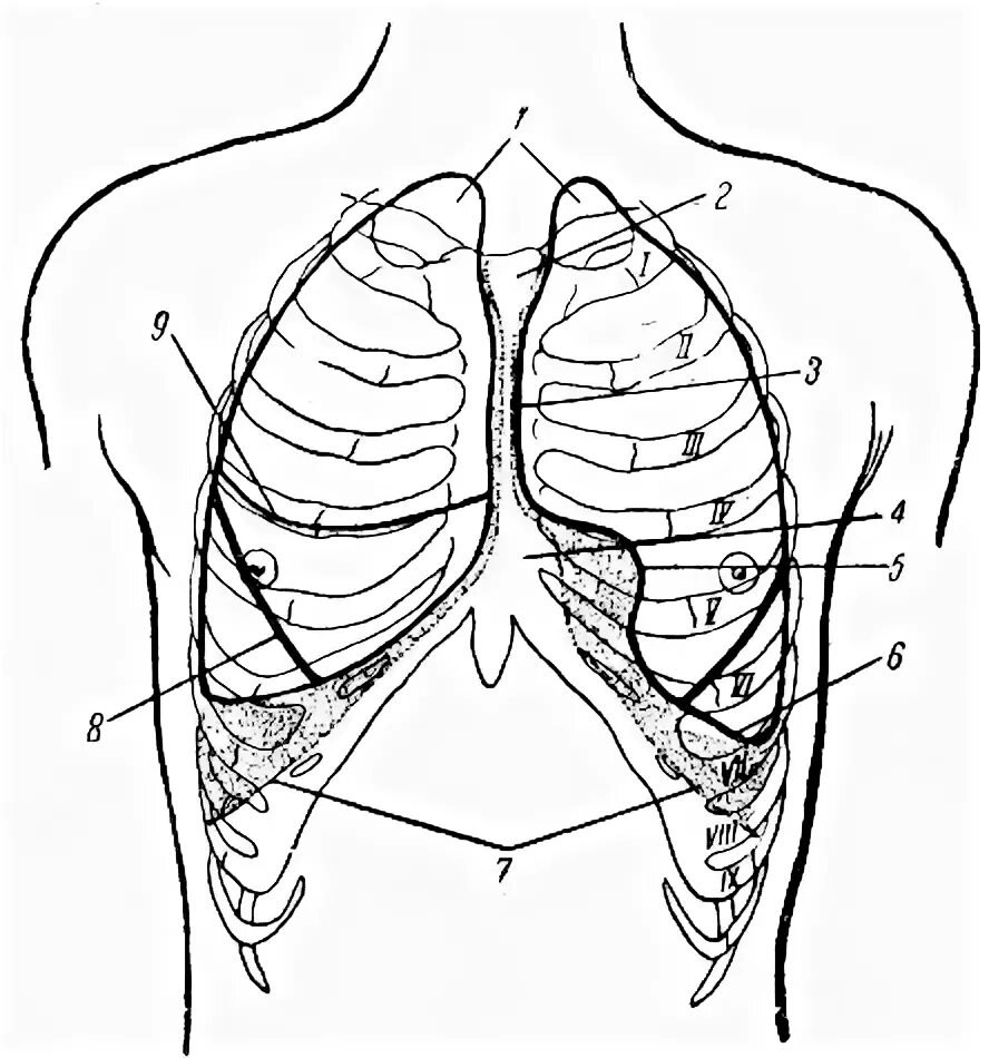 Границы легкого по ребрам. Границы плевры анатомия. Границы лёгких и плевры. Проекция границ плевры на грудную стенку. Топография плевры.
