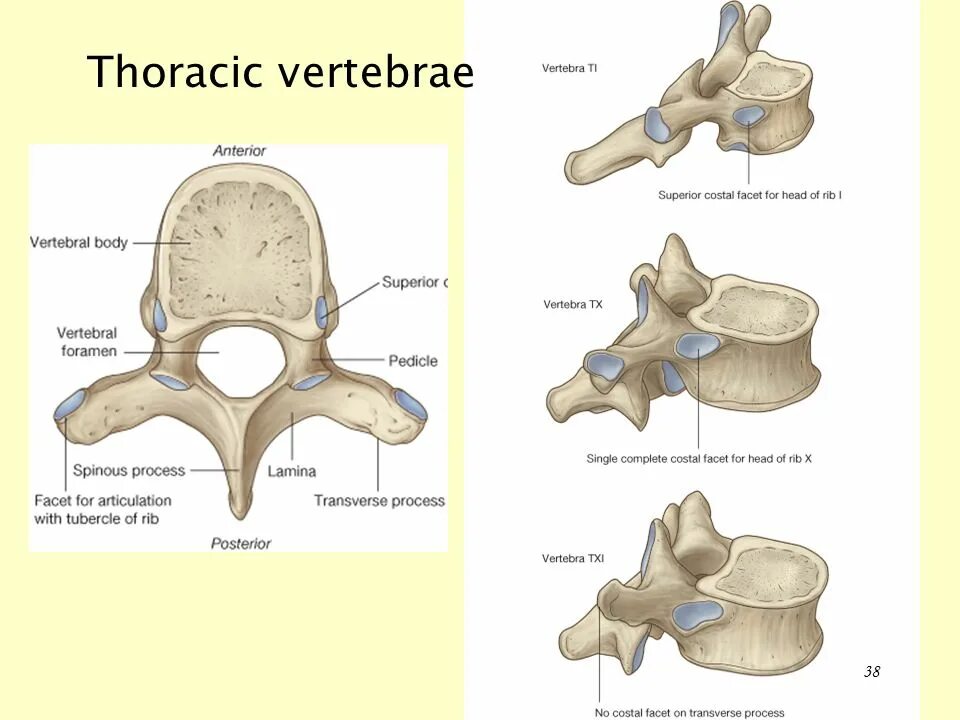 Лимбус тазобедренного сустава это. Thoracic vertebrae. лимбус позвонка. typical thoracic vertebrae. vertebrae lumbales состоит из.