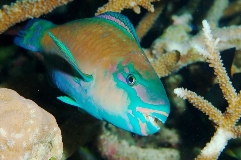 Polaris parrotfish