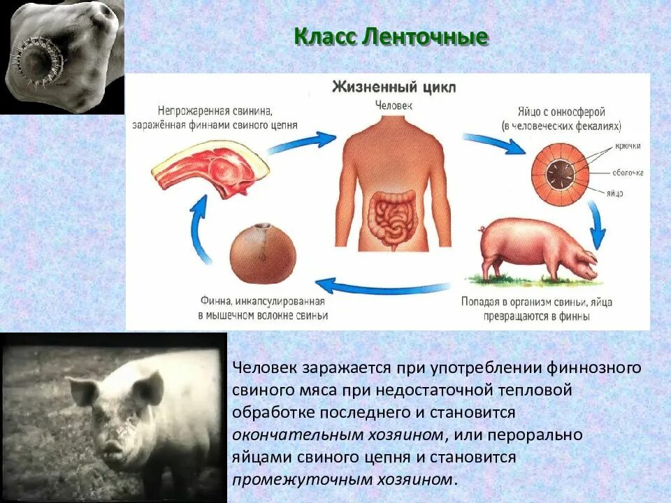 Как предотвратить заражение свиным цепнем. Свиной цепень заражение человека. пути заражения свиной цепень биология. как происходит заражение человека свиным цепнем. человек может заразиться свиным цепнем при:.