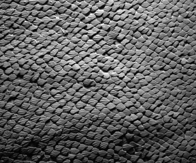 Shark skin