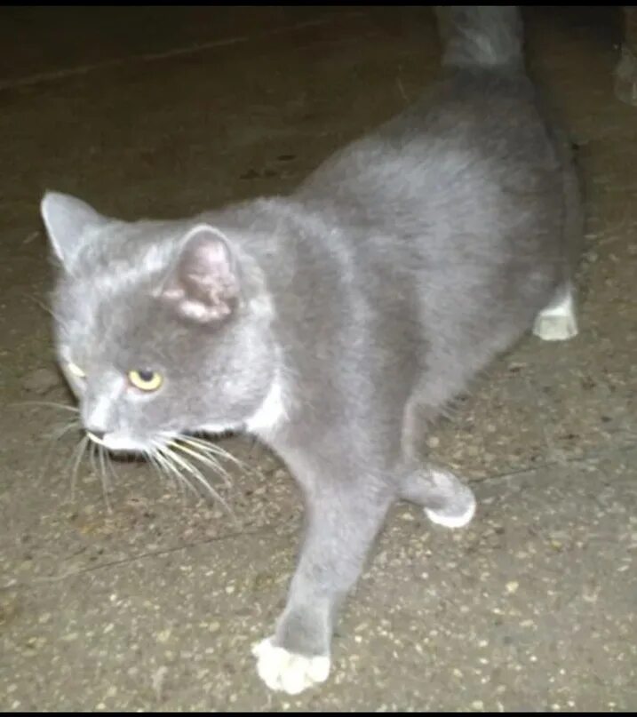 Белый кот с серыми пятнами. Британская кошка арлекин. На можайском шоссе найден кот 2011 год серый полосатый. Мэнкс белая кошка. Серый с белым пятном.