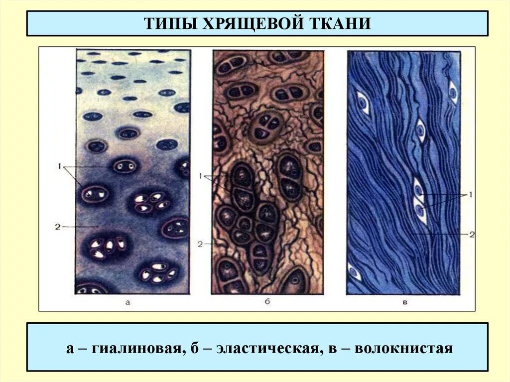 Значение хряща. Гиалиновый хрящ эластический хрящ волокнистый хрящ. надхрящница волокнистого хряща. эластическая хрящевая ткань гистология. эластическая хрящевая ткань строение.