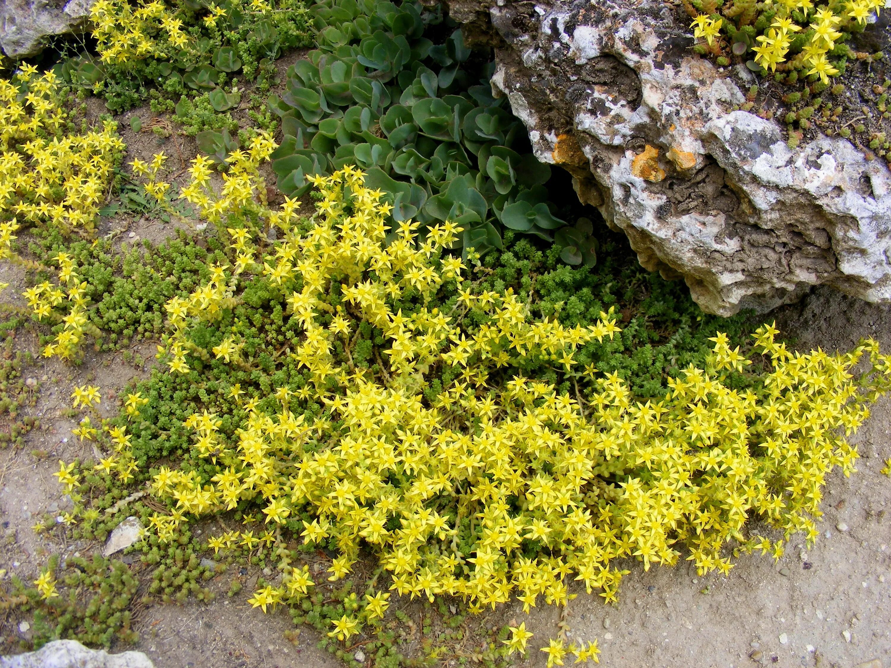 Очиток монетчатый. Очиток едкий Sedum acre. Очиток вербейник монетчатый. Седум желтый почвопокровник.