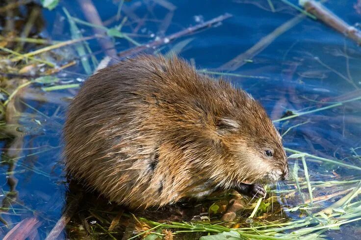 File:Ondatra zibethicus  Wikimedia Commons