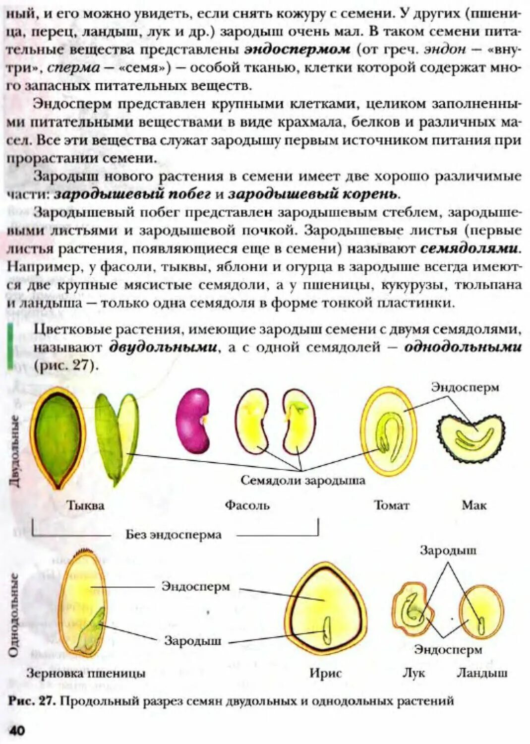 Растения имеют в зародыше семени две семядоли. Эндосперма семян растений. Продольный разрез семени двудольных и однодольных растений. Эндосперм семядоли зародыш. Семена двудольных растений с эндоспермом.