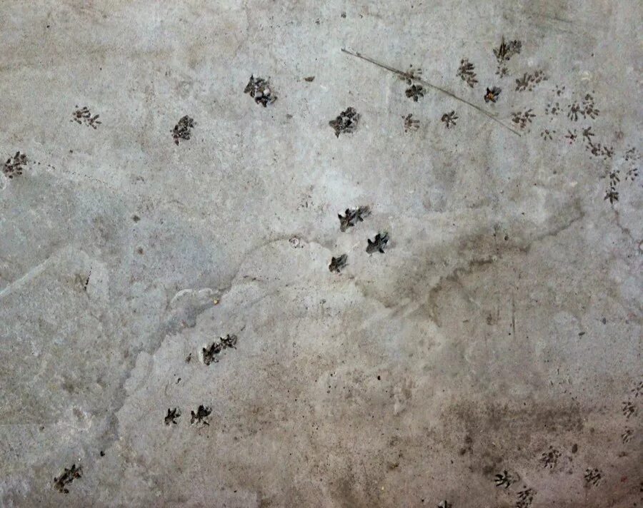 следы грызунов на снегу. мышка-полёвка след на снегу. следы рыси на снегу. крыса в снегу. по следу крысы 3.