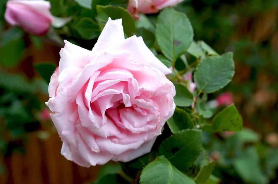 роза эмильен гийо. мадам де сталь (mme de stael). французское розе описание. французское розе описание. роза французское платье robe a la francaise.