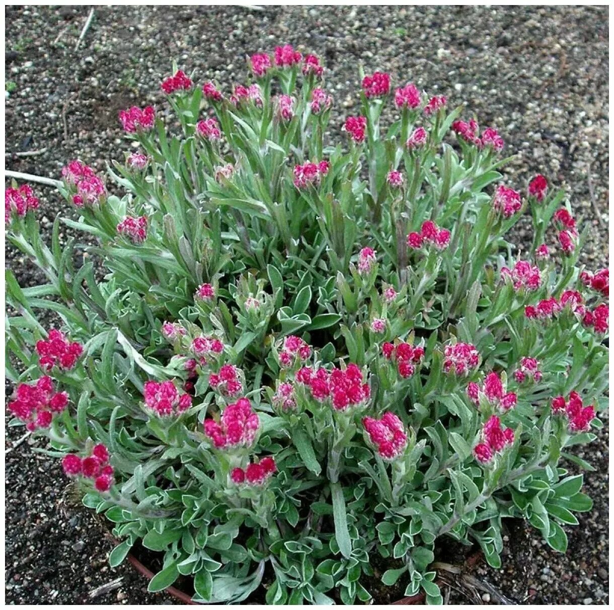 антеннария двудомная рубра. антеннария альпийская. антеннария (кошачья лапка) alba. антеннария двудомная. кошачья лапка (antennaria dioica).