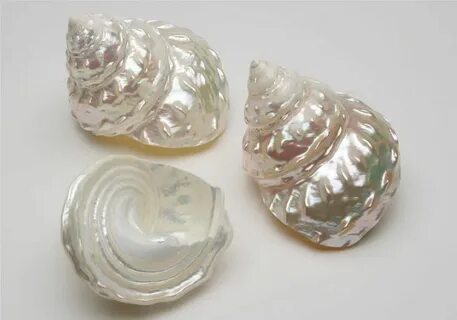 Shell pearl