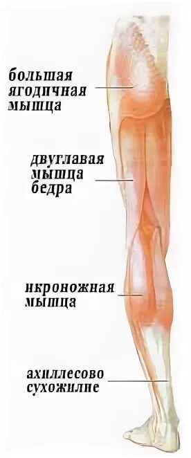 Голень у человека где находится 4 класс. Строение ноги человека выше колена. Двуглавая мышца голени. Голень у человека. Бедро у человека где находится фото на ноге.