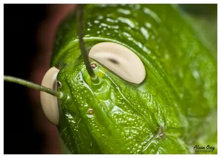 Compound eyes