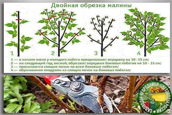 Осенний уход за малиной: как подготовить кусты к зиме Контейнерное озеленение ов