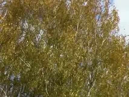 Песня я акация я колючая