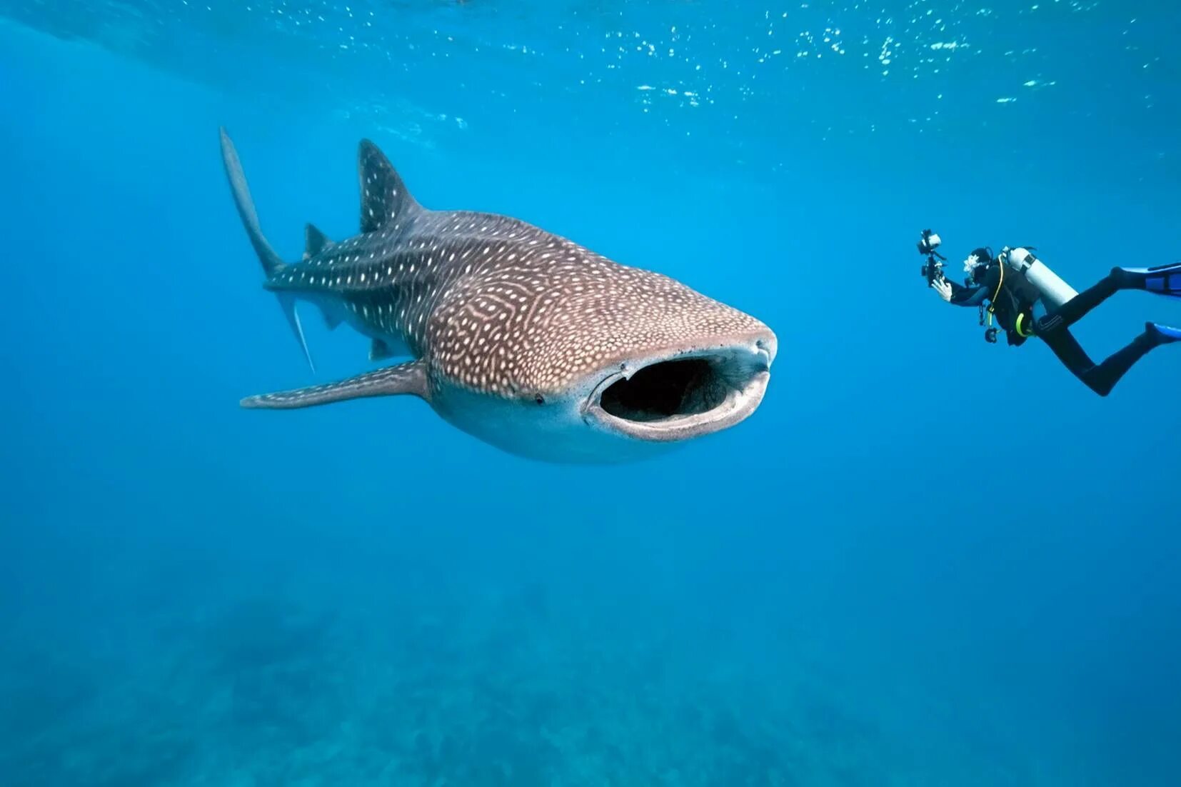 Баа атолле мальдивы китовые акулы. Китовая акула питается. Акулята китовой акулы. Рыба китовая акула. Китовая акула.