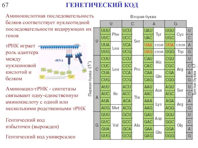 Напишите последовательность аминокислот в белке Telegraph