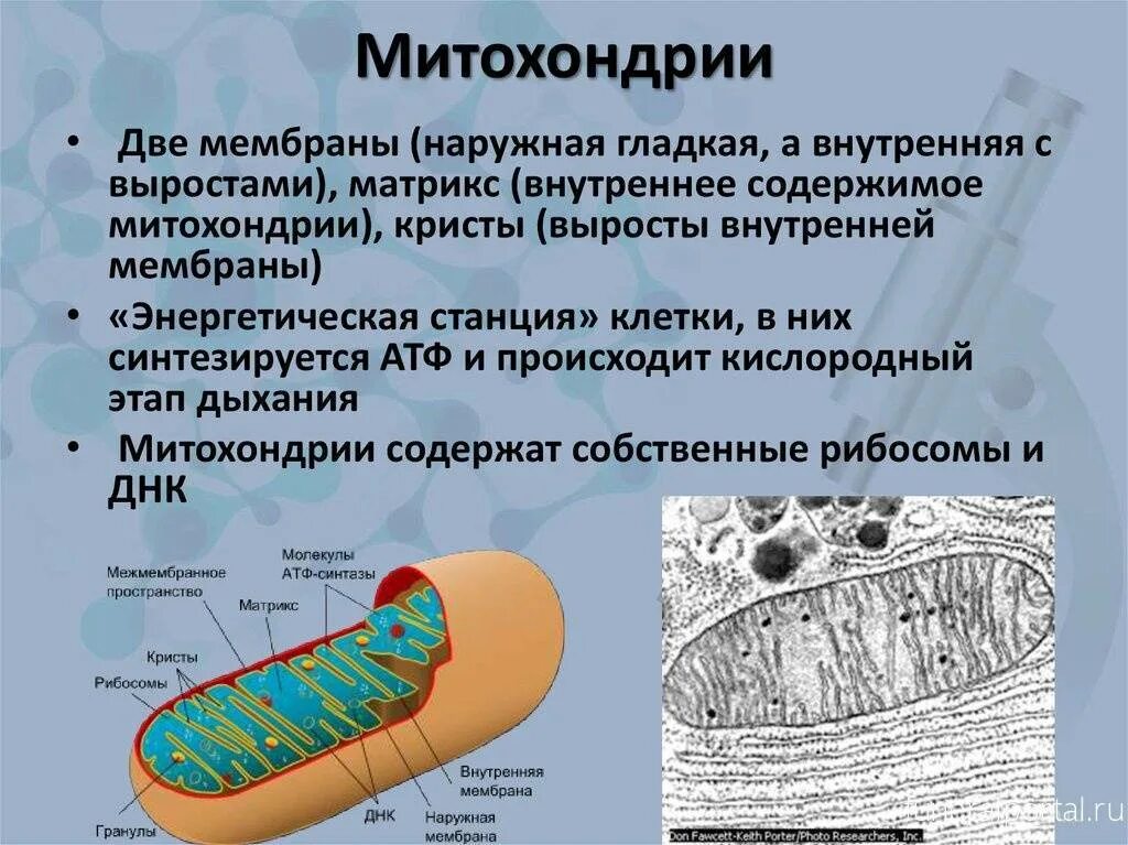 В каких клетках содержится митохондрия