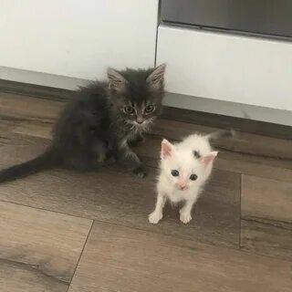 Осталось 2 котенка
