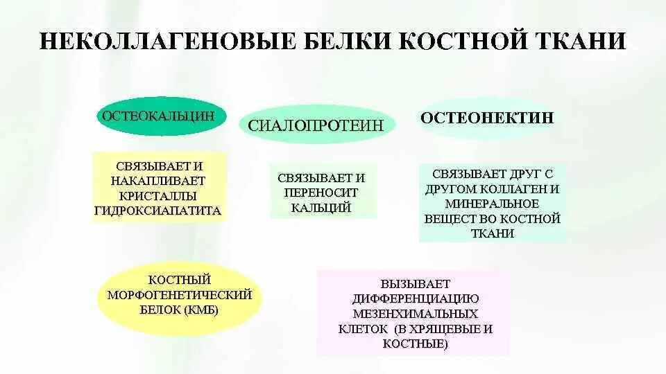 Костные морфогенетические белки. Коллаген i типа в костной ткани гидролизуется:. Костная ткань белки. Основной белок костной ткани. Костная ткань белки.