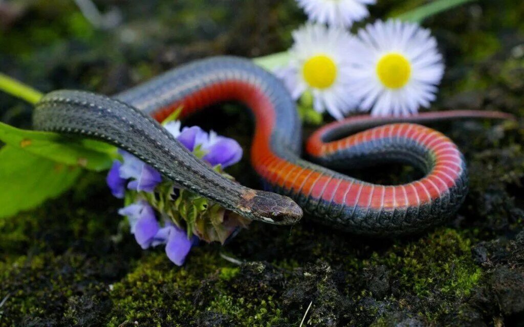 Красивая змейка. Красивая змея. Очень красивые змеи. Змеи в природе. Змея фото.