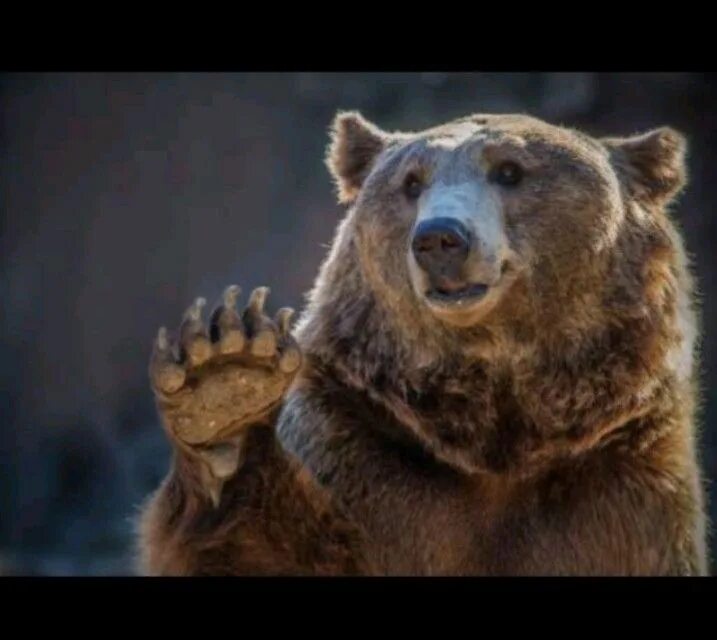 Friendly bear