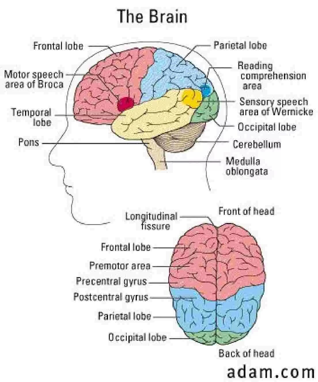Structural Parts of the Brain. Human Brain structure. Human Brain Parts. Головной мозг анатомия.