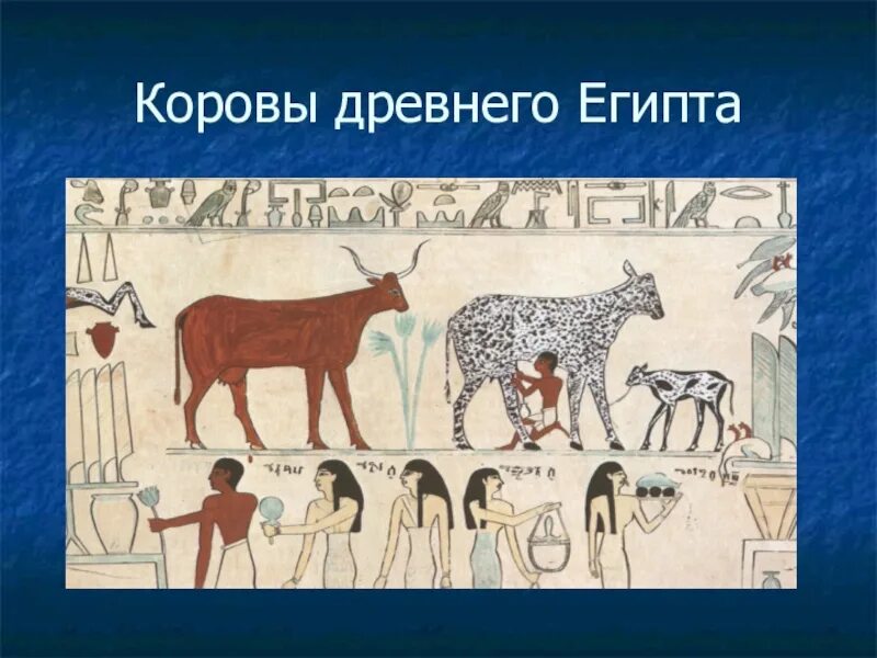 Корова в древности. Корова в древнем Египте. Ветеринары древности Египет. Ветеринар древняя профессия. Коровы в Египте.