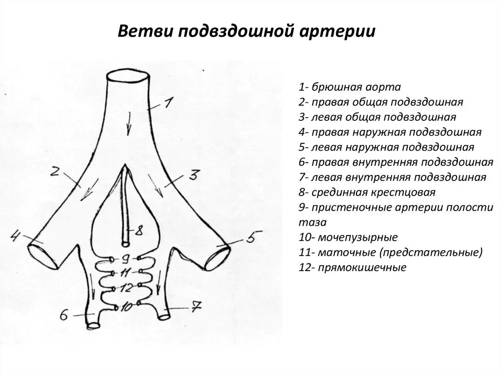 Ветви общей подвздошной артерии схема. Подвздошные артерии анатомия схема. Внутренняя подвздошная артерия схема. Схема сосудов общей подвздошной артерии.