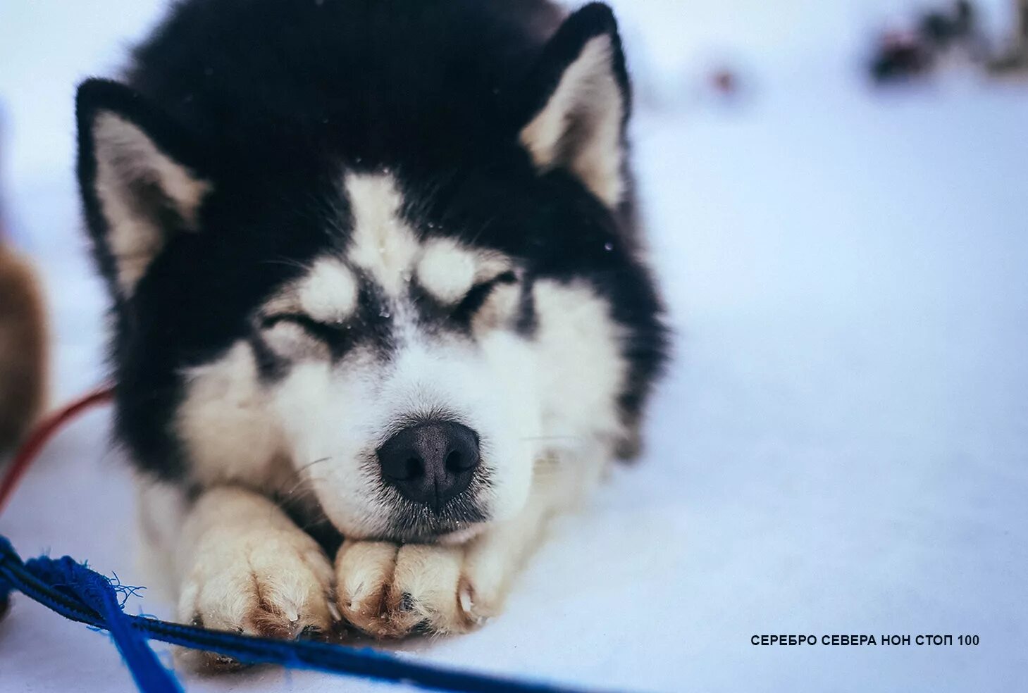 Берта собака серебро севера. Деревня ездовых собак серебро севера тольятти. Деревня ездовых собак серебро севера тольятти. Серебро севера тольятти. Деревня ездовых собак серебро севера тольятти.