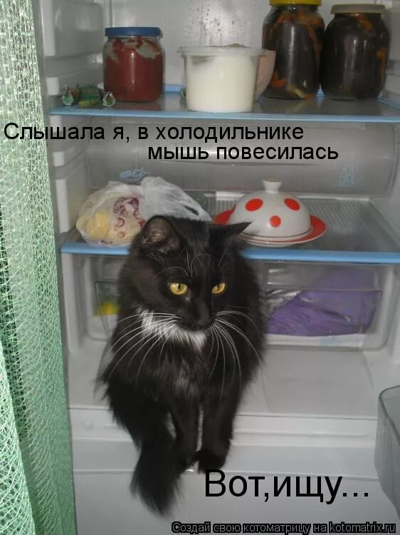 кот в холодильнике. смешные чёрные коты с надписями. найти слышный. найти слышный. найти слышный.