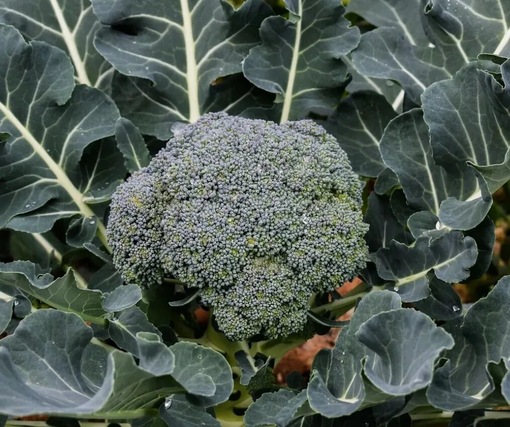 Покажи капусту брокколи. Капуста брокколи. Brassica oleracea сорта. Капуста брокколи Корато. Крестоцветные брокколи.