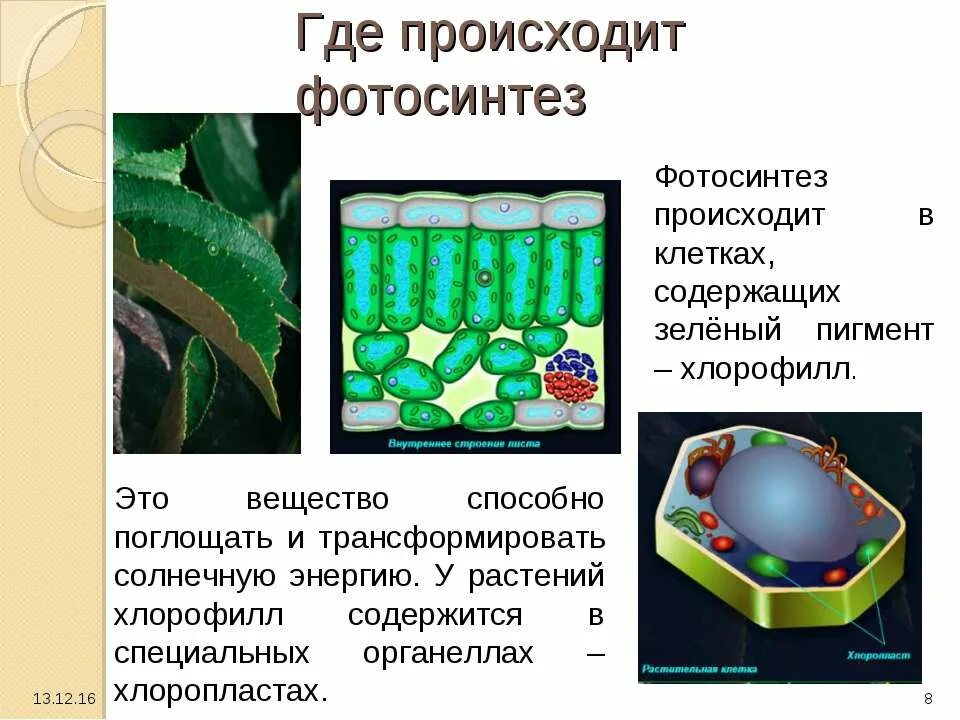 Пигмент хлорофилл содержится. Фотосинтез это в биологии. содержит зеленый пигмент хлорофилл. клеточный пигмент фотосинтеза. фотосинтез это в биологии 6.