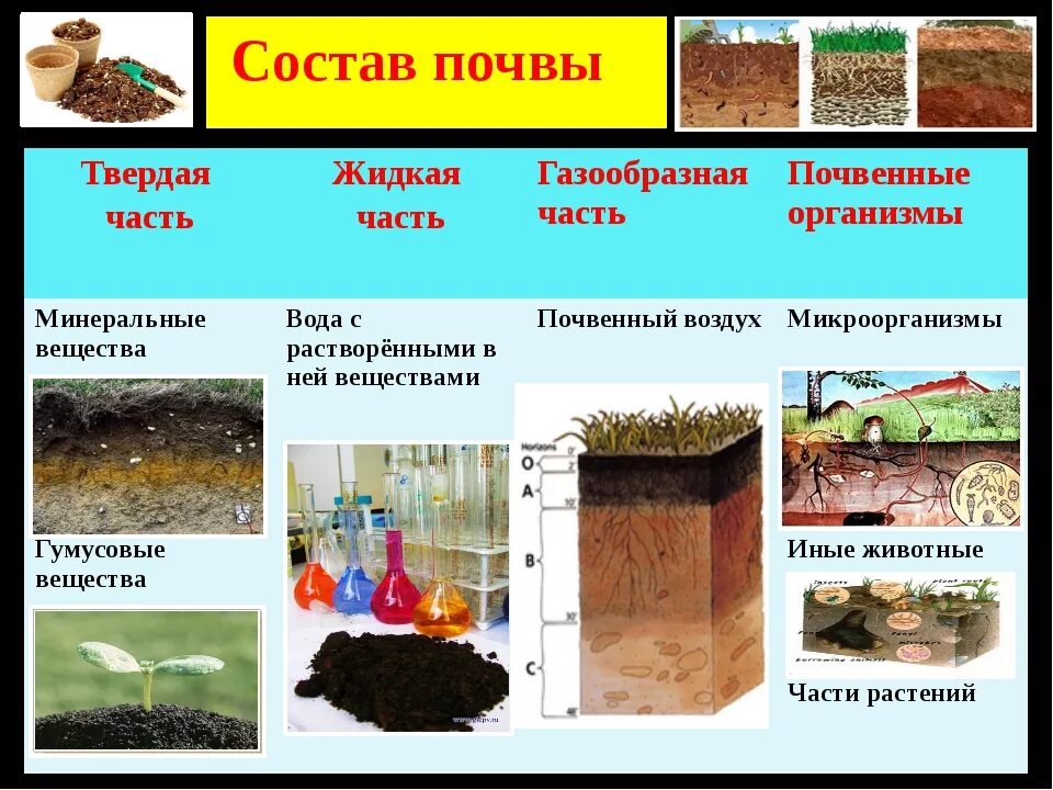 Из чего состоит почва 5 класс биология. Состав почвы. почва состав почвы. из чего состоит почва. составляющие почвы.