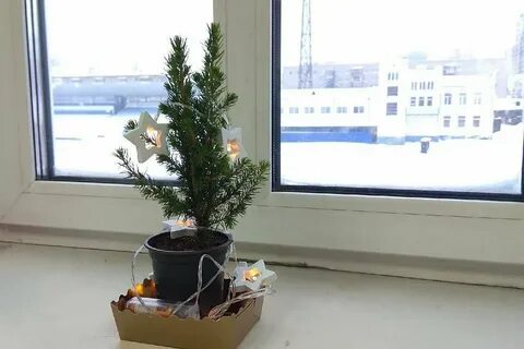 Как ухаживать за живой елкой