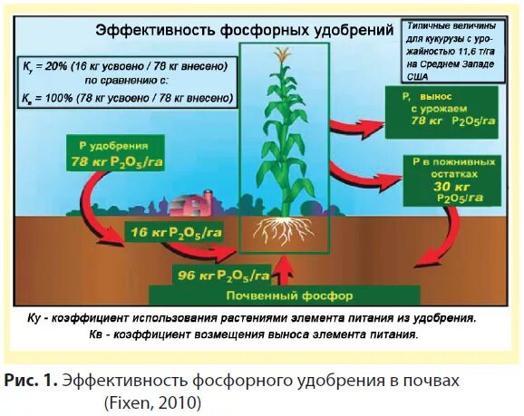 Фосфорные удобрения влияние. Эффективность органических удобрений. Минеральные удобрения для почвы. Внесение фосфорных удобрений в почву. Влияние минеральной воды на растения