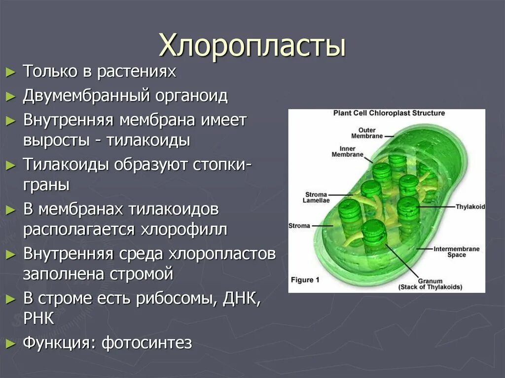 Наличие в клетках хлоропластов. Функции органоидов клетки хлоропласты. Структура органоидов хлоропласт. Хлоропласты строение и функции 5 класс. Строение клетки 5 класс биология хлоропласт.